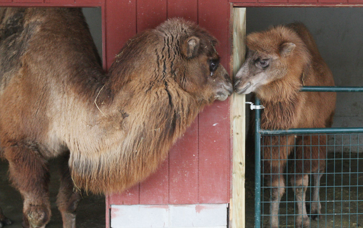 Jack and Mona-Sasha the camels